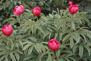 Божур червен (Paeonia peregrina Mill)